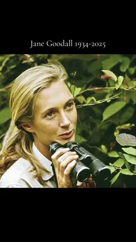 Jane Goodall , was an English zoologist, primatologist and anthropologist.She was considered the world's foremost expert on chimpanzees, having studied the social and family interactions of wild chimpanzees for over 60 years. Her mark will be left on this earth forever. Rest in peace  #janegoodall #chimps #conservation #janegoodallinstitute #viral