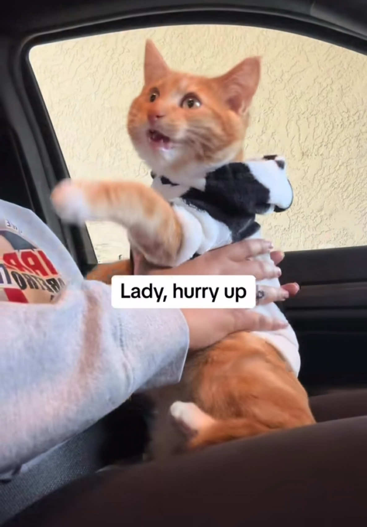 CATIENCE 😂 #seventheorangecat #pupcup #catlovers #catadventures #catlover 