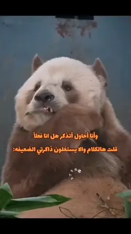 #الشعب_الصيني_ماله_حل😂😂 