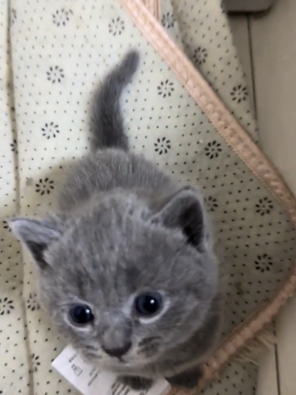 So cute #cutecat #pet #kucing #kitty #funny 