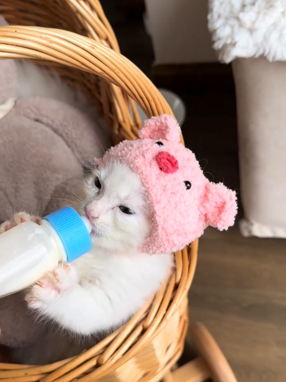 So cute #cutecat #pet #kucing #kitty #funny 