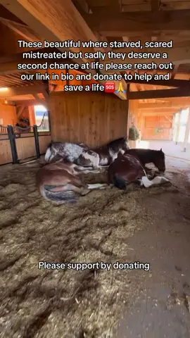 These beautiful where starved, scared mistreated but sadly they deserve a second chance at life please reach out our link in bio and donate to help and save a life#fyyyyyyyyyyyyyyyy #fyp #fypシ #page #tiktok #Love #viral 