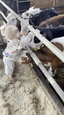 Freundschaft auf vier Beinen 🐂😍.                              #farmer #farming #boy #kälberstall #kälbchen 