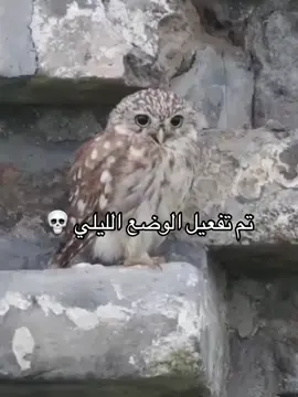 الوضع الليلي 💀 . . . . #لايك #ناشيونال_جيوغرافيك #catlover #حيوانات #shakeittothemax          