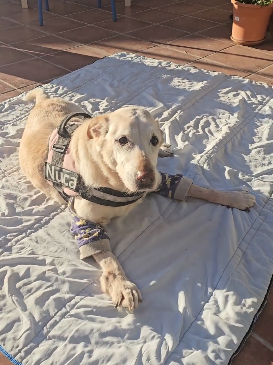 Respuesta a @luve321  Cuando llegue el momento,  sin duda, lo sabré. Su mirada me lo dirá, como siempre han hecho todos mis perros.  Mientras tanto,  feliz de cuidarla y mimarla hasta el final. #Nuca #labradorre #abuelosperrunos #perrostiktoker #perrosfelices 