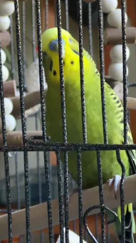 My budgie talking. He told me he loves me. He also said he’s a good boy, and many other sentences. He has a very big vocabulary 🦜😆 ##talkingbudgie##budgie##budgiesoftiktok##budgietalking##parakeet
