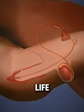 How Conception Really Happens #conception #pregnancy #pregnancyjourney #pregnancylife #conceptiontobirth #medicalanimation 