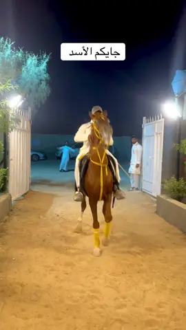 #حفرالباطن_الان #خيل_وخياله🐎 #الحفر #تدريب #إسطبل #وشراء #حفرالباطن #خياله🐎 #اكسبلورexplore #خيل_عربي_اصيل #بيع #وعسف #مربط #أكديمية_الحمراني #يوميات #الخيل #الشعب_الصيني_ماله_حل😂😂 #مهرجان #خيل #