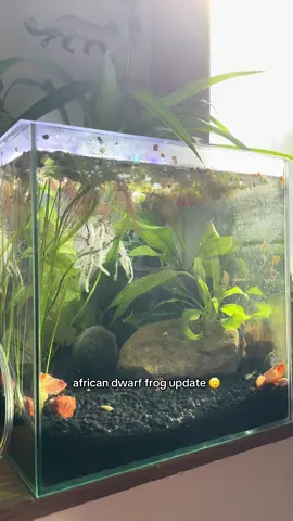 been feeding live black worms and frozen blood worms on an alternating schedule. the smaller guy is having a bit of a harder time gaining weight but doing my best to get him to catch up. switched to black gravel to avoid impacting too #fishtok #aquarium #frog #africandwarffrog #aquascape
