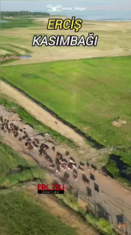 Erciş Kasimbağı Mahallesi'nde Nagırın Eve Dönüşü 🐂 Video Dron Çekimi/ @evren_bingol  #erciş #drone #keşfetteyizzz  #viraltiktok  #keşfet 