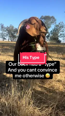 I don’t blame him, they have very good pedigrees ❤️#goat #pregnant #goatsoftiktok #goats #pregnancy 