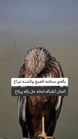 #البصرة_الحبيبة #اكسبلورexplore #fyp #LIVE #الخليج 