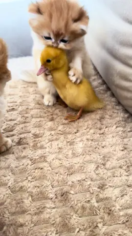 Kitten and duckling funny moments #kitten #cats #kitty #cuteness #funny              