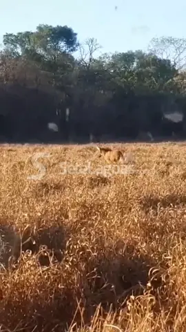 ANIMAIS FOGEM DO FOGO 🔥 | A presença de um lobo guará macho andando pelo Campo Experimental Santa Rita da EPAMIG em Prudente de Morais na manhã desta quarta-feira (1º) poderia ser tão belo se não fosse por um triste motivo: as queimadas que acontecem na região. O lobo guará é um animal de hábitos noturnos e não é visto perto dos humanos, mas uma queimada ali próximo fez com que ele fosse flagrada sua presença bem próximo do homem. Além dele, outros bichos já foram vistos na área da EPAMIG como veados, jaguatiricas e cobras. Uma guarnição do Corpo de Bombeiros foi até o local para fazer o combate às chamas. . 📸 Cedidas ao SeteLagoas.com.br 📲 Acompanhe mais em SeteLagoas.com.br . . #fogo #loboguara #incendio #prudentedemorais #setelagoas