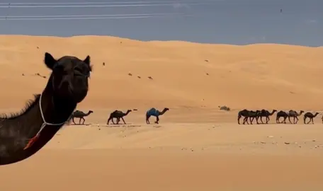 #جفران_المري 