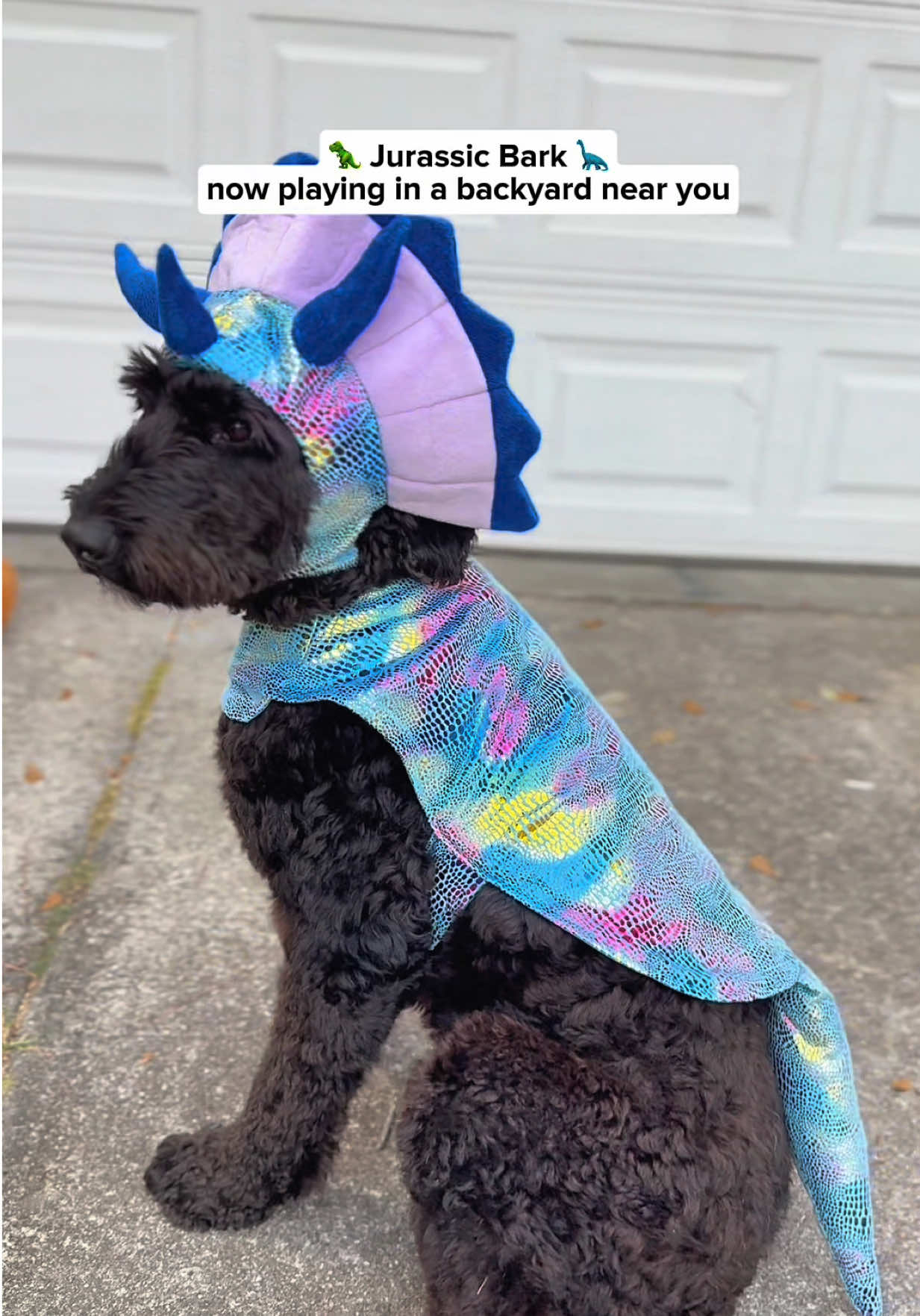 when your moms finds out @Chewy has Halloween costumes, you get to have a fashion show #ChewyPartner #halloween #doghalloweencostume #halloweencostumesforpets 