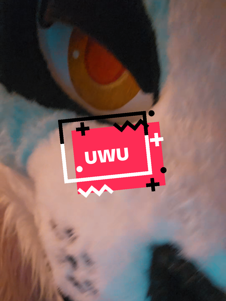 I've always wondered.... #furry #furryfandom #fursuit #furries 