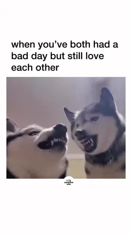 Lolllll #relatablememes #dogmemes #dogmemesdaily #relationshipproblems #marriagememes 