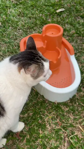 Seu pet merece o melhor! Clica na sacola laranja e já garante a sua cascata! 🐈
