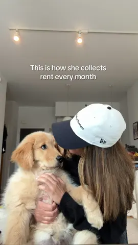 This is how rent gets handled around here 💋💰 #goldenretriever #dog #newyork #fyp #rent 