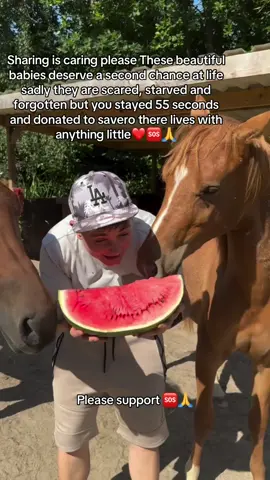 These beautiful babies deserve a second chance at life sadly they are scared, starved and forgotten but you stayed 55 seconds and donated to savero there lives with anything little#fyyyyyyyyyyyyyyyy #fyp #fypシ #page #tiktok #sad #Love 