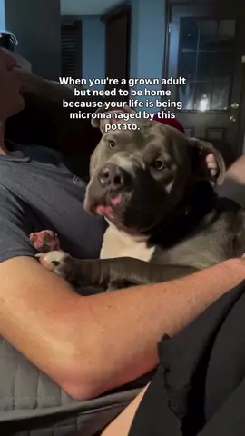 Does your dog micromanages you? #americanbully #dog #doglove #funnydog#dogparents #dogcontent #doglovers #funnydogs #dogowner #dogs #doghumor Dog life, dog humor, dogs, funny dogs, cute dogs