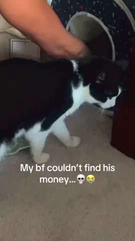 Cat burglar  ##catsoftiktok##cattok##fyp##tuxedocat