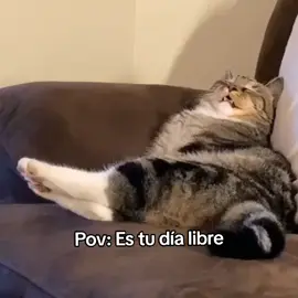 😴😴😴 #catlover #parati #xybca 