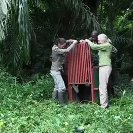 Un instante eterno: Jane Goodall libera a la chimpancé Wounda y recibe un abrazo inolvidable. “Sentí una calidez que nunca olvidaré.” Wounda es una chimpancé hembra que fue rescatada del tráfico ilegal de carne de animales silvestres en África. Fue atendida y rehabilitada en el Centro de Rehabilitación de Chimpancés de Tchimpounga, que dirige la fundación de Jane Goodall en la República del Congo.  En 2013, cuando ya estaba recuperada, Jane Goodall participó en su liberación en la selva. El mundo recordará a Jane Goodall no solo por el abrazo de Wounda, sino por una trayectoria marcada por la ciencia y la compasión. #janegodall #LenguajeSinPalabras