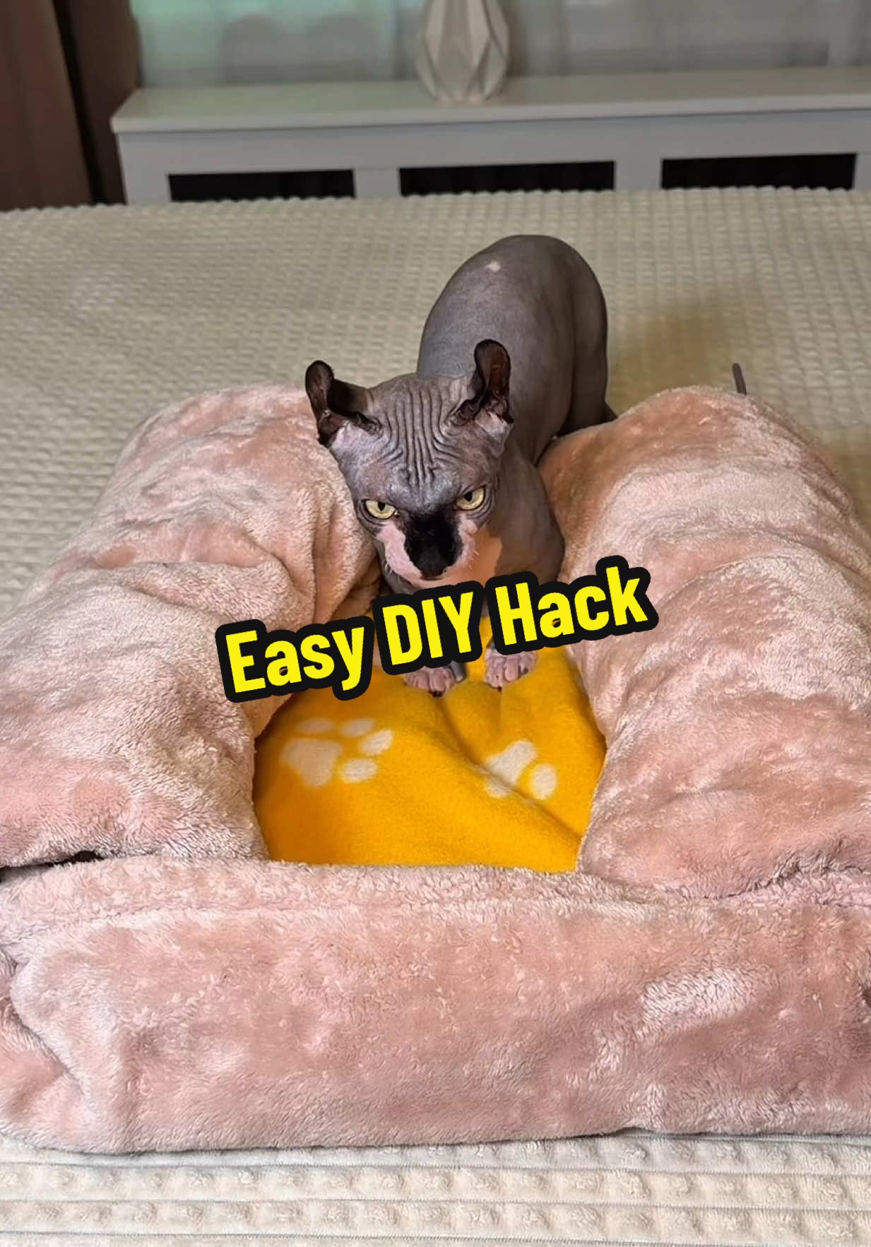 🚨 A super easy DIY idea 🐶🐱 Make a cozy pet house in just 1 minute! #LifeHack #PetHack #DIYPetHouse #cat #TikTokHacks