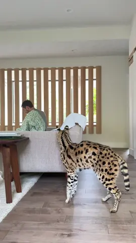 the loudest serval in the world 