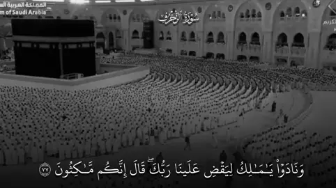 جَمال النبرة الهادئة والخُشوع بديعه بديييعه اللهم بارك🥹🤍🤍#ماهرالمعيقلي #قران_كريم #سورة_الزخرف #ايات_قرانيه_تريح_القلب #مكه_المكرمه_المملكه_العربيه_السعوديه 