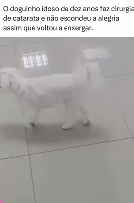 🐶 ❤️ 🥸 🥰 . #doguinho #cachorrinho #pets 
