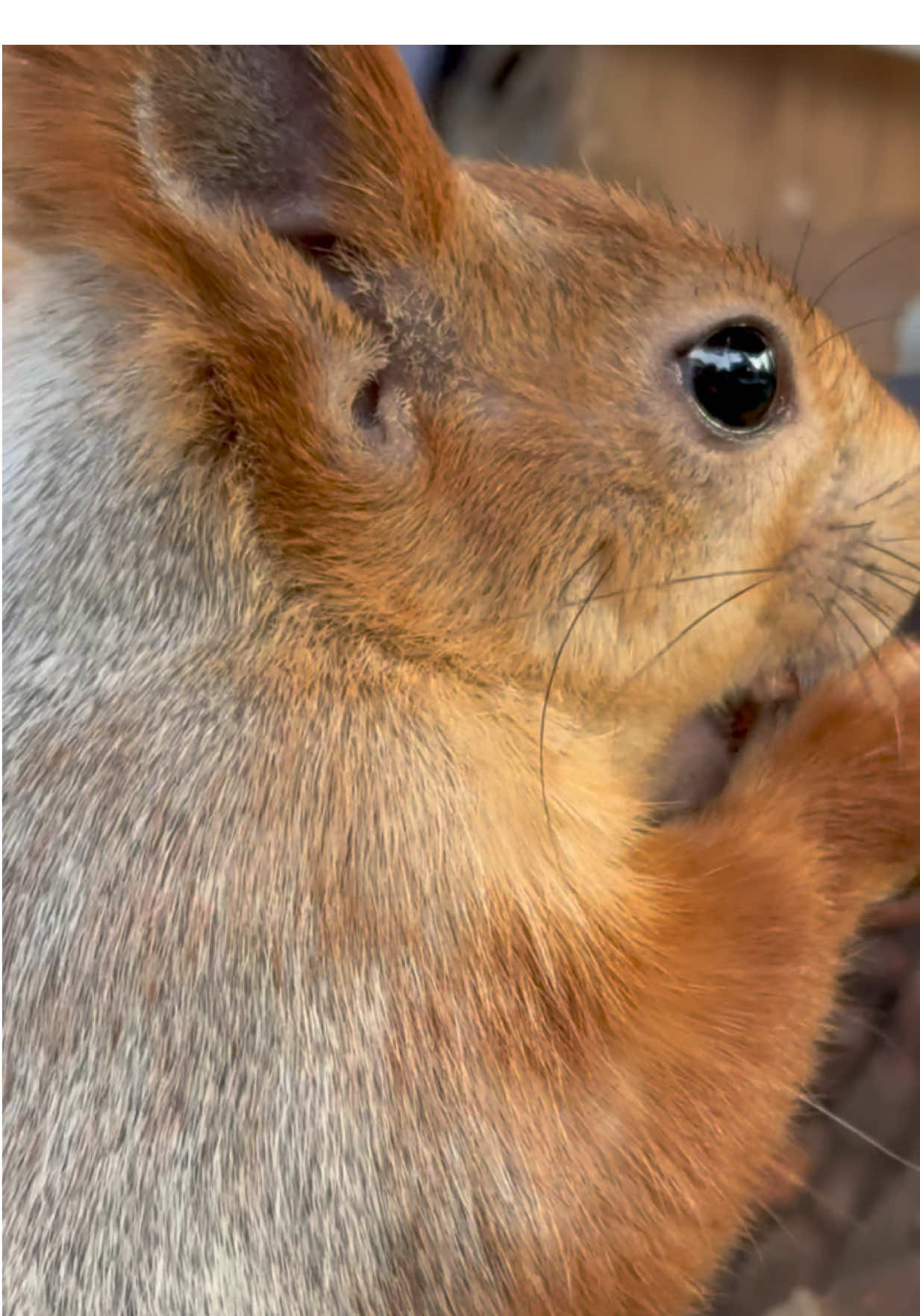 Winter Squirrel. Зимняя белка.