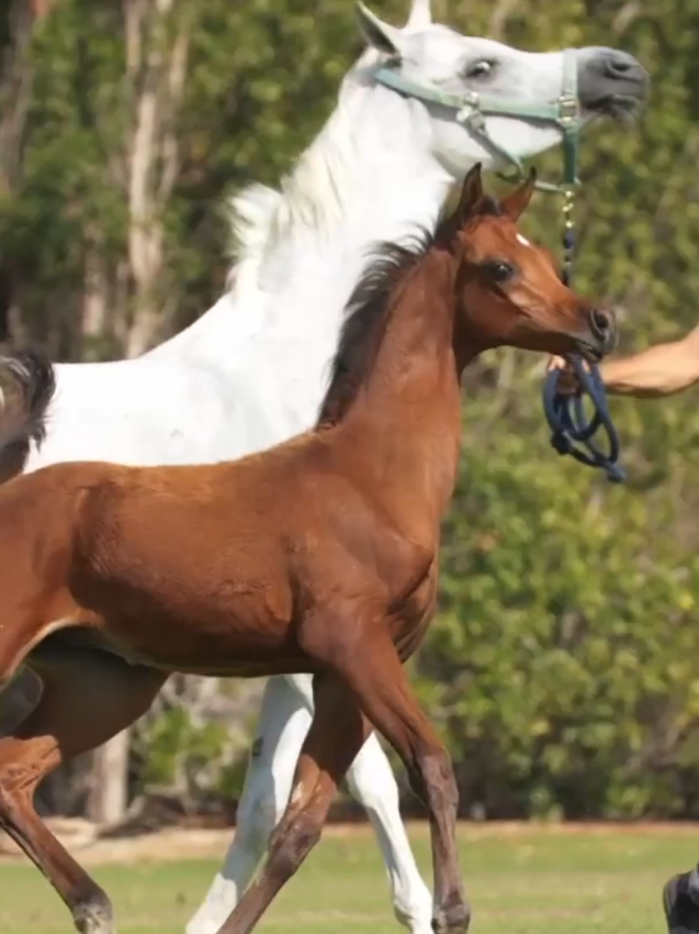#horse #arbianhorse 
