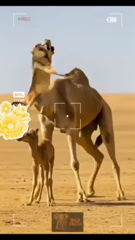 #إكسبلور 💚