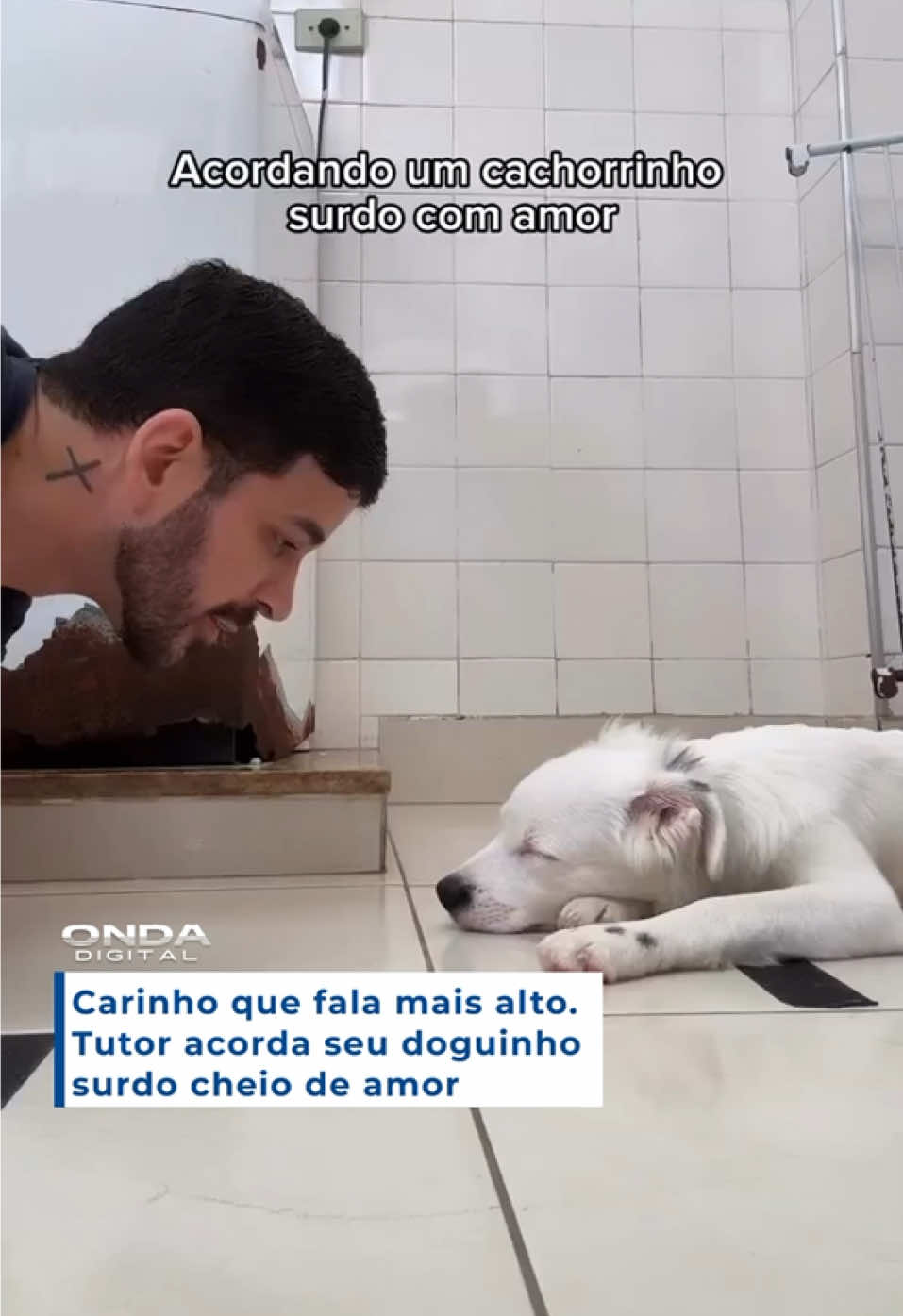 Carinho que fala mais alto. Tutor emociona ao acordar seu cãozinho surdo com gestos de amor e cuidado, e o vídeo do momento já viraliza nas redes sociais. 🎥 Reprodução #fyp #viral #carinho #cachorro #dog