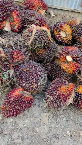 Kulit nya hitam duit nya merah😁😁.                    #fyp #sawitontiktok #fypage #kontenhiburan #lewatberanda #sawitinhu #sawitriau #petani #petanisawit #pemuatsawit #pelangsir_buah_sawit #bosssawit #bossmuda 