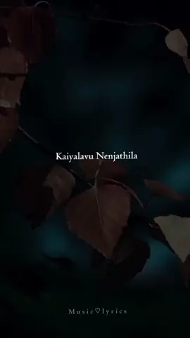 Alavu Yethum Illa Adhuthaan Kaadhal Machan....🎧🤍🫶🏻🐱 🕊️☘️❤️🖤☘️🕊️ #poonakutty😻💖❤️  tamillyrics #capcutediting #typ #musiclyrics #music_is_medicine 