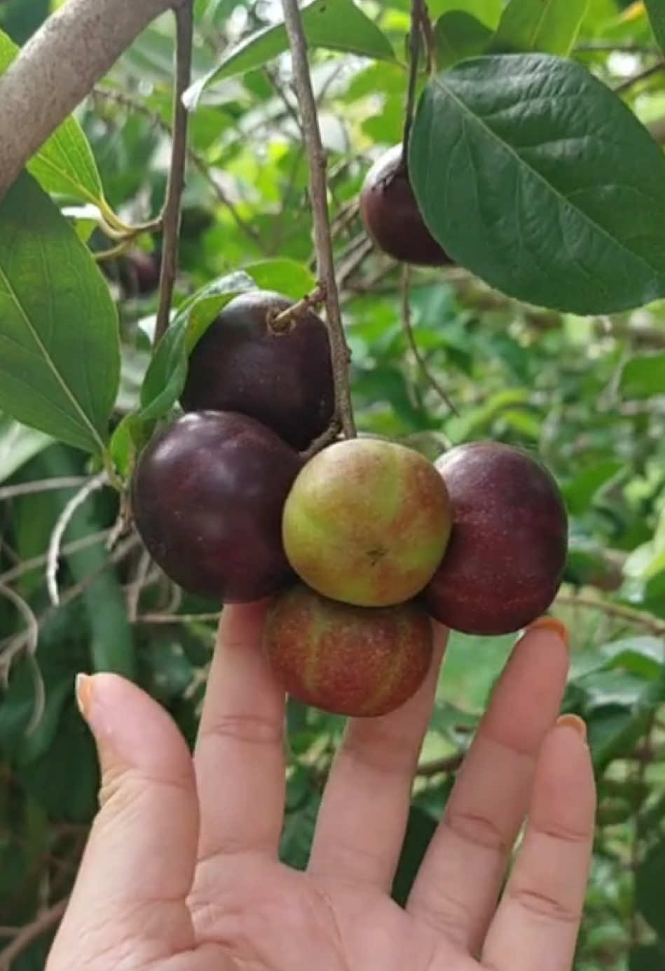 ពូជក្រខុបបារាំងយក្សផ្អែម ដើមគ្នានបន្លា ៧ទៅ៨ខែរៀនផ្លែ 