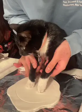Cat paws make me love and hate 🐾 #cat #funnycat #cats #funnyvideos #fyp 