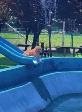 Funny Golden Retriever #dog #funnydog #dogs #funnyvideos #goldenretriever #fyp 