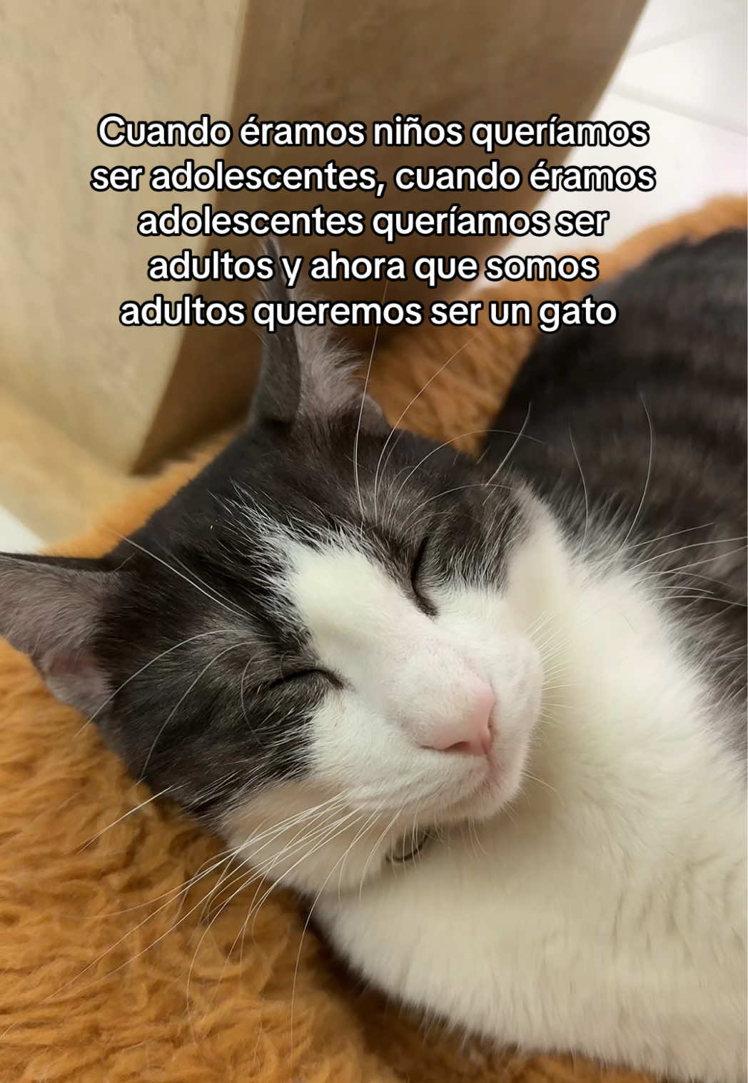 Todos queremos ser un gato que solo come y duerme 😂😂 #gatito #catoftiktok #Viral #gatotuxedo #octubre 