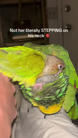 Pete is just the sweetest green bean 