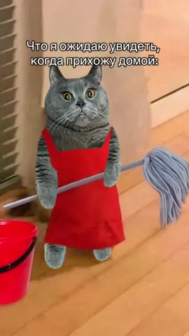 #кот #британецкот 