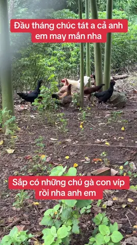 #xuhuongtiktok#xuhuong#khangcr7 Đầu tháng sức khoẻ và may mắn nha anh em🍒🍒🍒🍒🍒