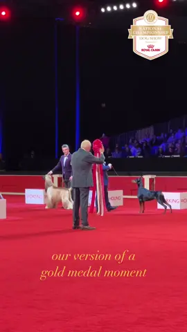 Comet took home the gold.🥇This year’s AKC National Championship is only 4 months away! #thisisakc #shihtzu #shihtzusoftiktok #olympics #dogolympics  