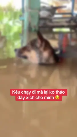 Kêu mình là chạy đi mà lại ko tháo dây xích cho mình ☺️...#chucho #vietnamtoiyeu #ilovetiktok #viral #mientrung 