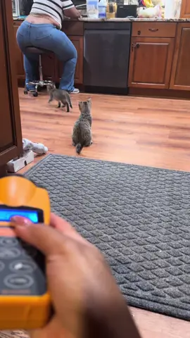sorry sis😂 #fypシ #catsoftiktok 