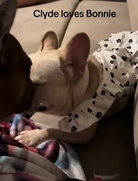 True puppy love#dogsoftiktok #frenchiesoftiktok #frenchbulldog #bestdogsever #dogbestfriends 